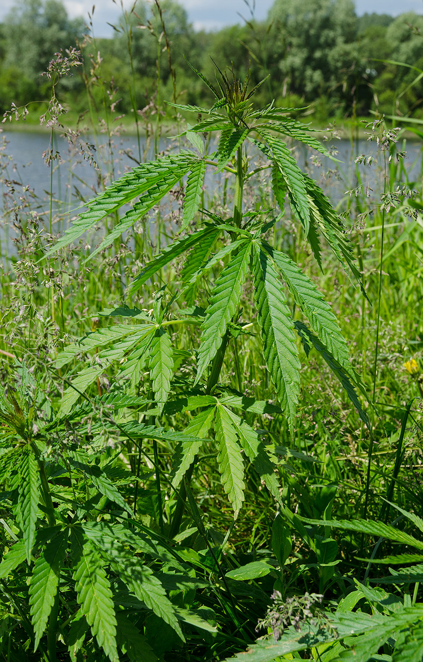 Image of Cannabis sativa var. spontanea specimen.