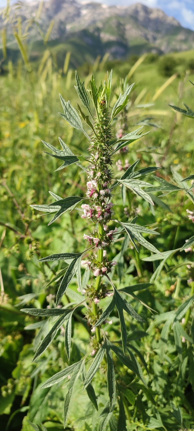 Изображение особи Leonurus turkestanicus.