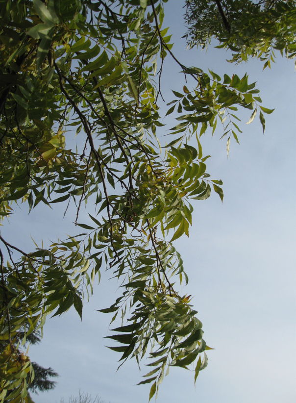 Image of Carya illinoinensis specimen.