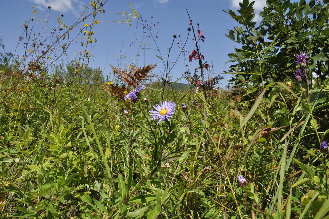 Изображение особи Aster maackii.