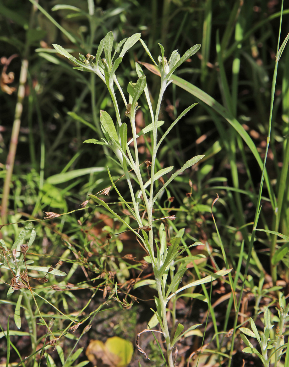 Image of Gnaphalium uliginosum specimen.