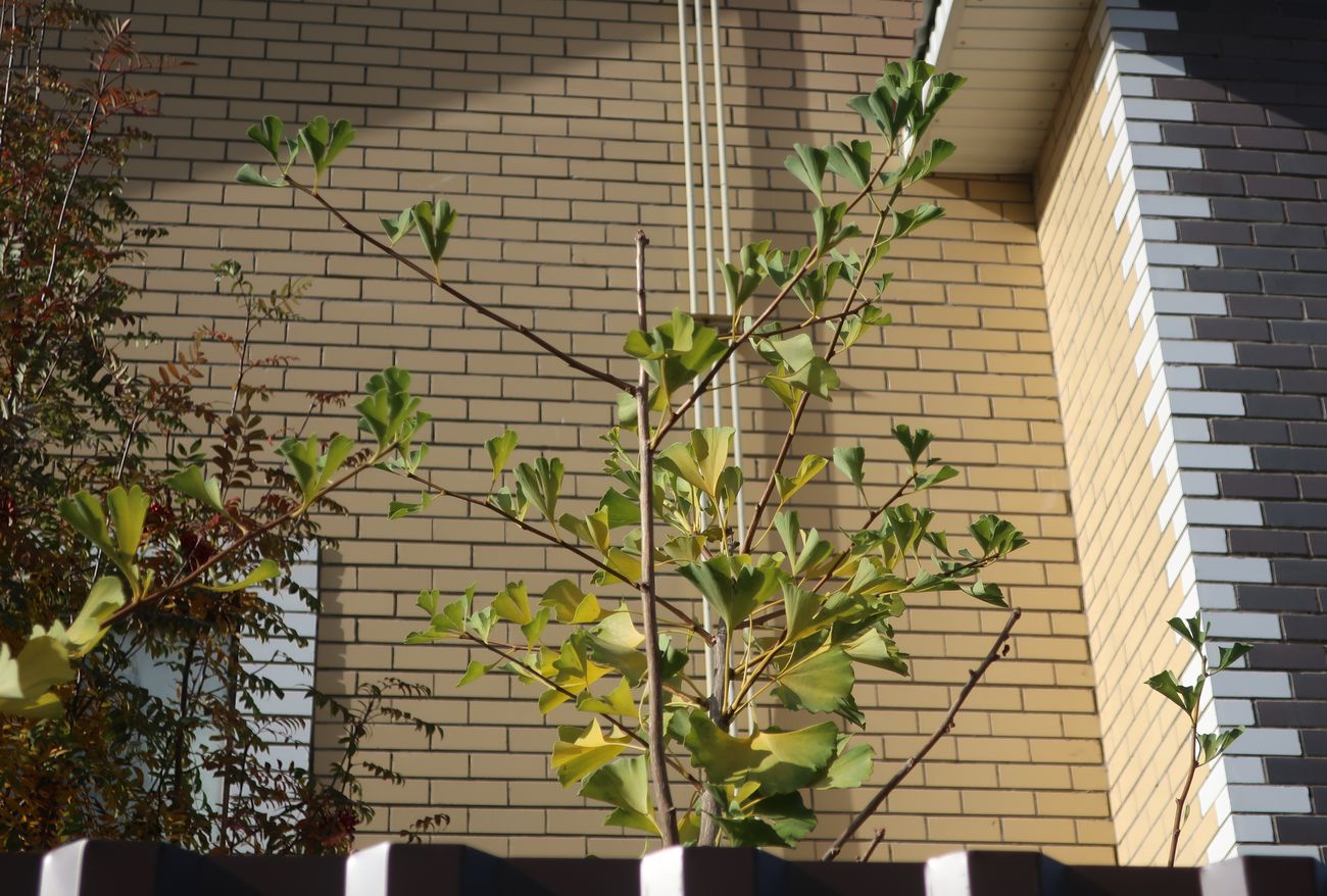 Image of Ginkgo biloba specimen.