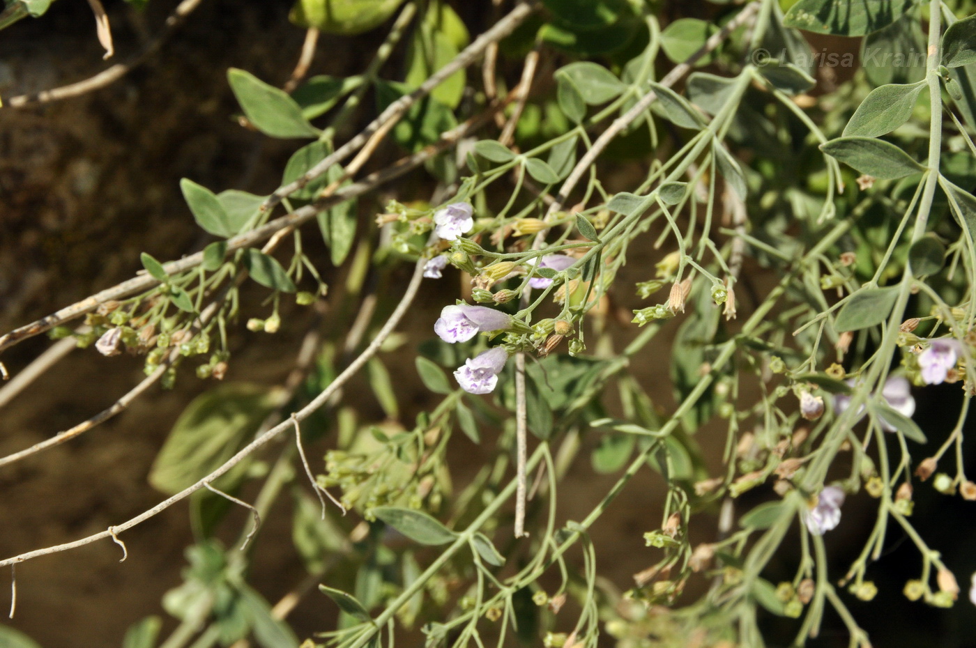 Image of Micromeria serpyllifolia specimen.