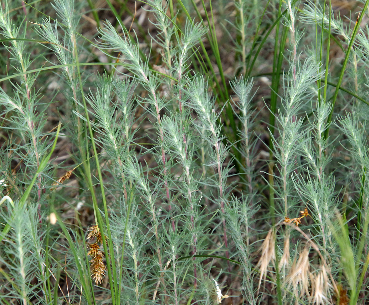 Image of Bassia laniflora specimen.