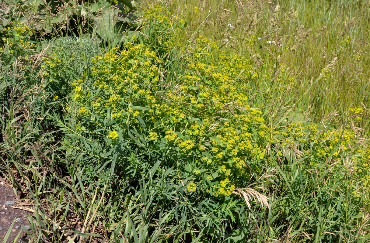 Image of Euphorbia virgata specimen.