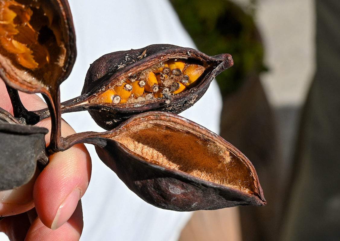 Изображение особи Brachychiton populneus.