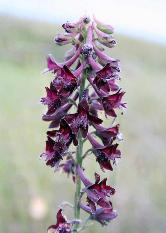 Image of Delphinium puniceum specimen.