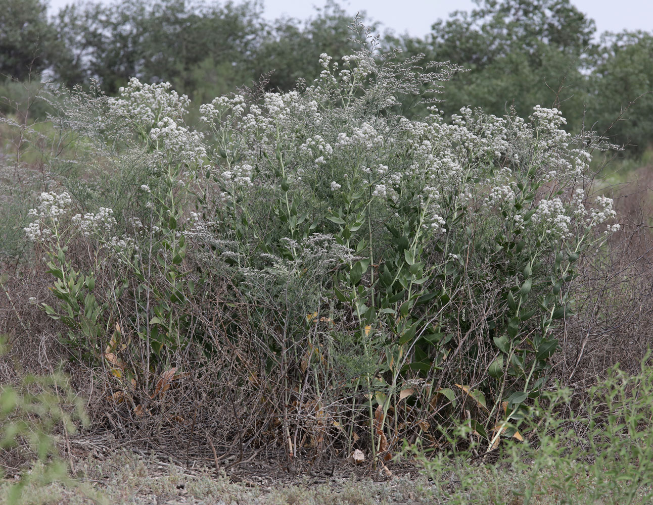 Изображение особи Lepidium obtusum.