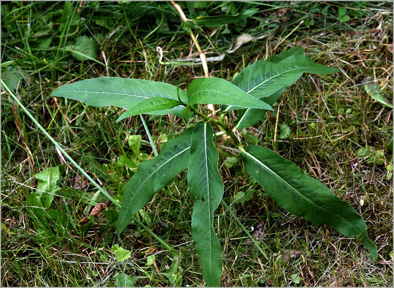 Изображение особи Persicaria amphibia.