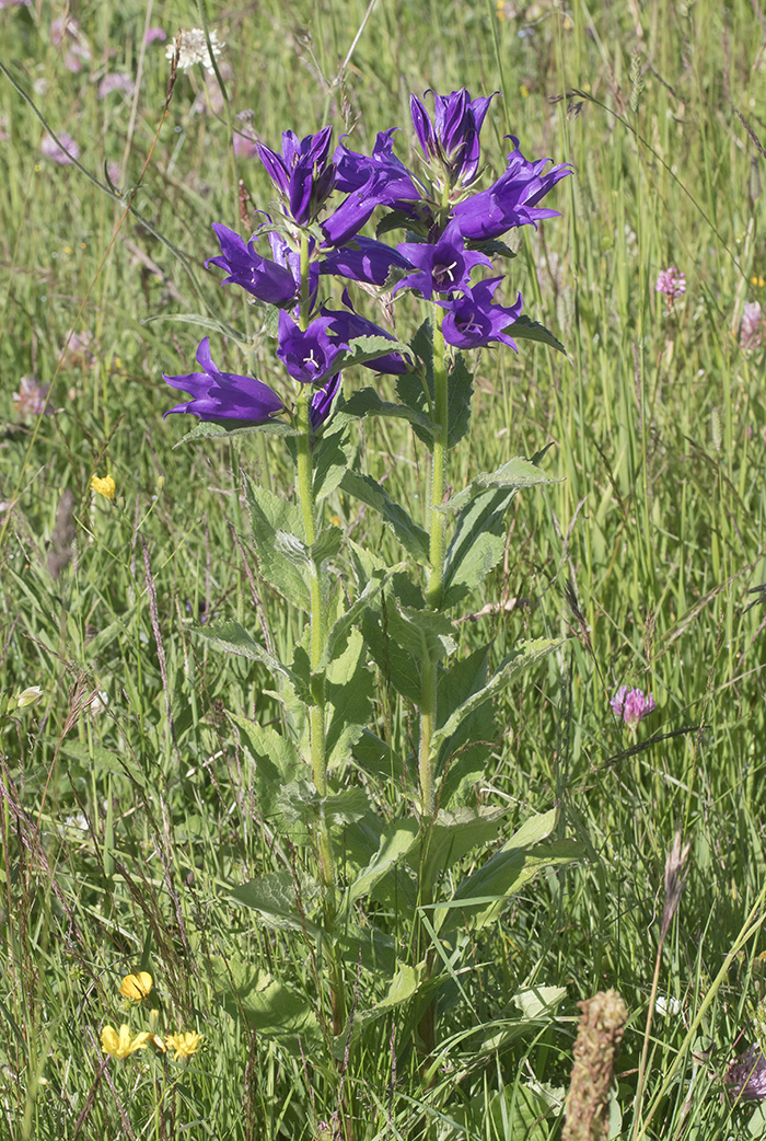 Image of Campanula latifolia specimen.