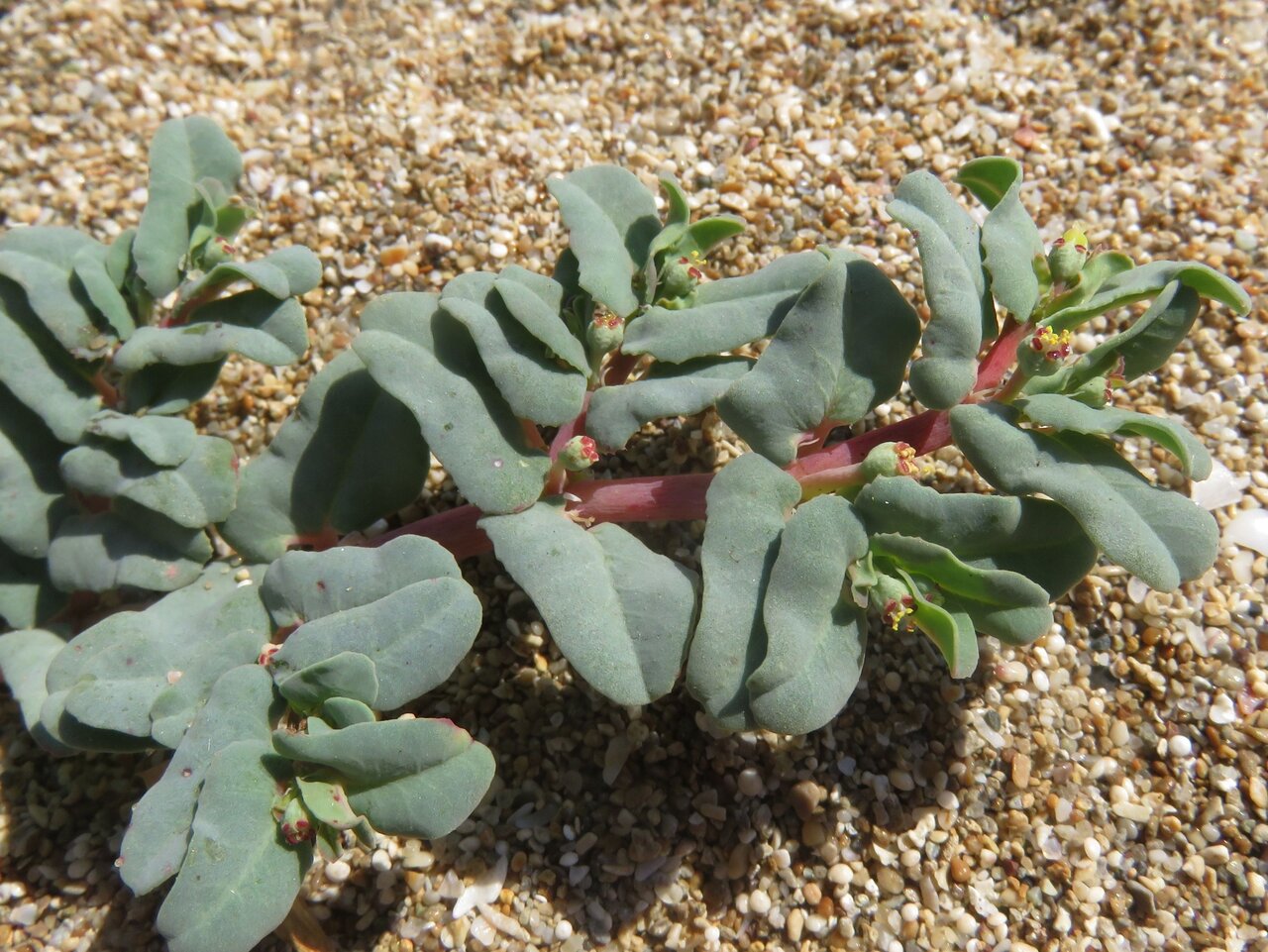 Image of Euphorbia peplis specimen.