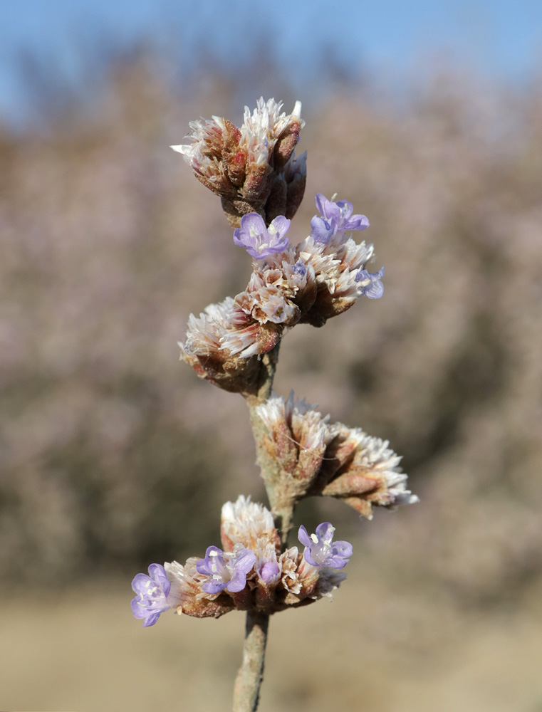 Изображение особи Limonium suffruticosum.