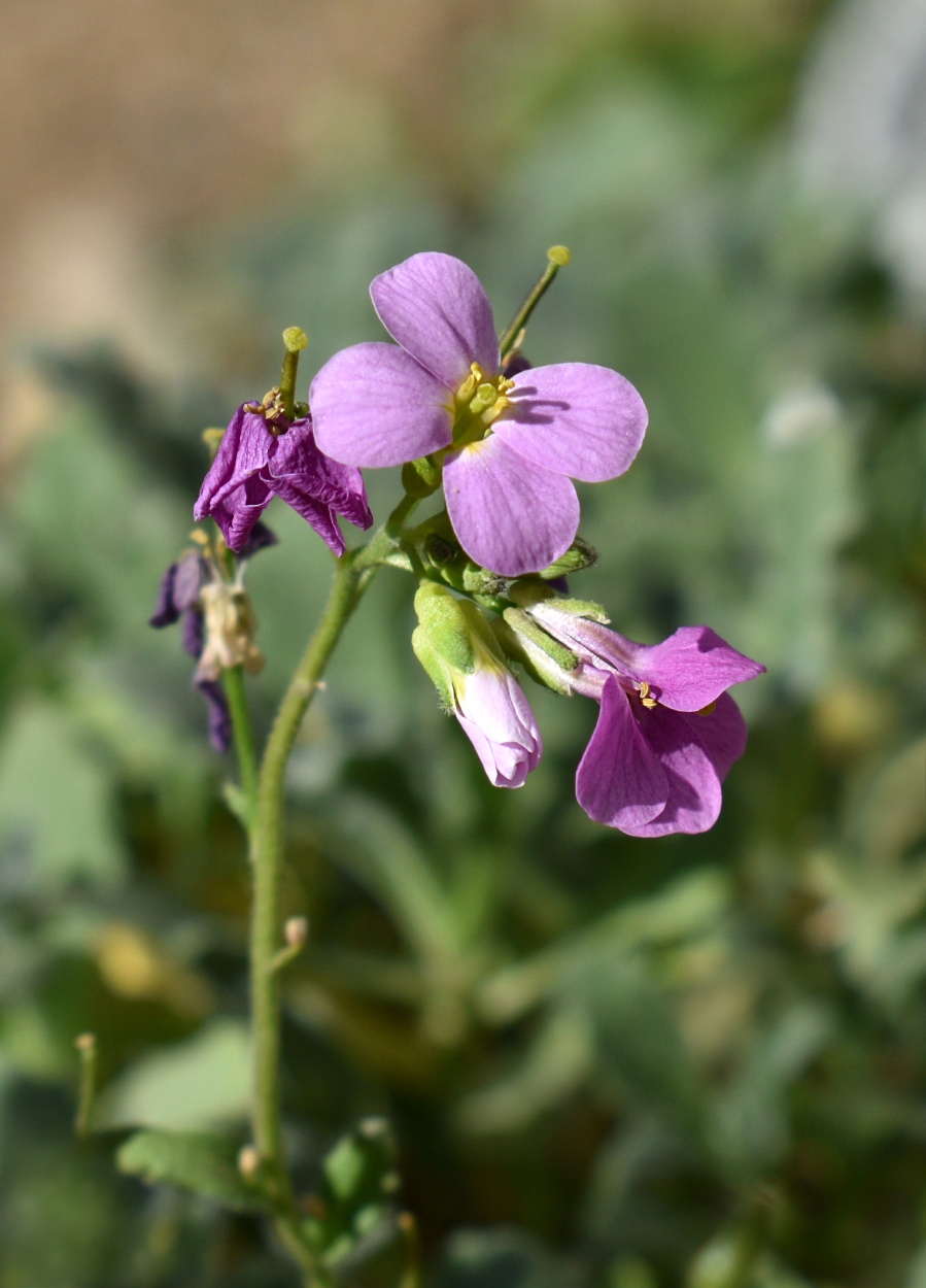 Image of genus Arabis specimen.