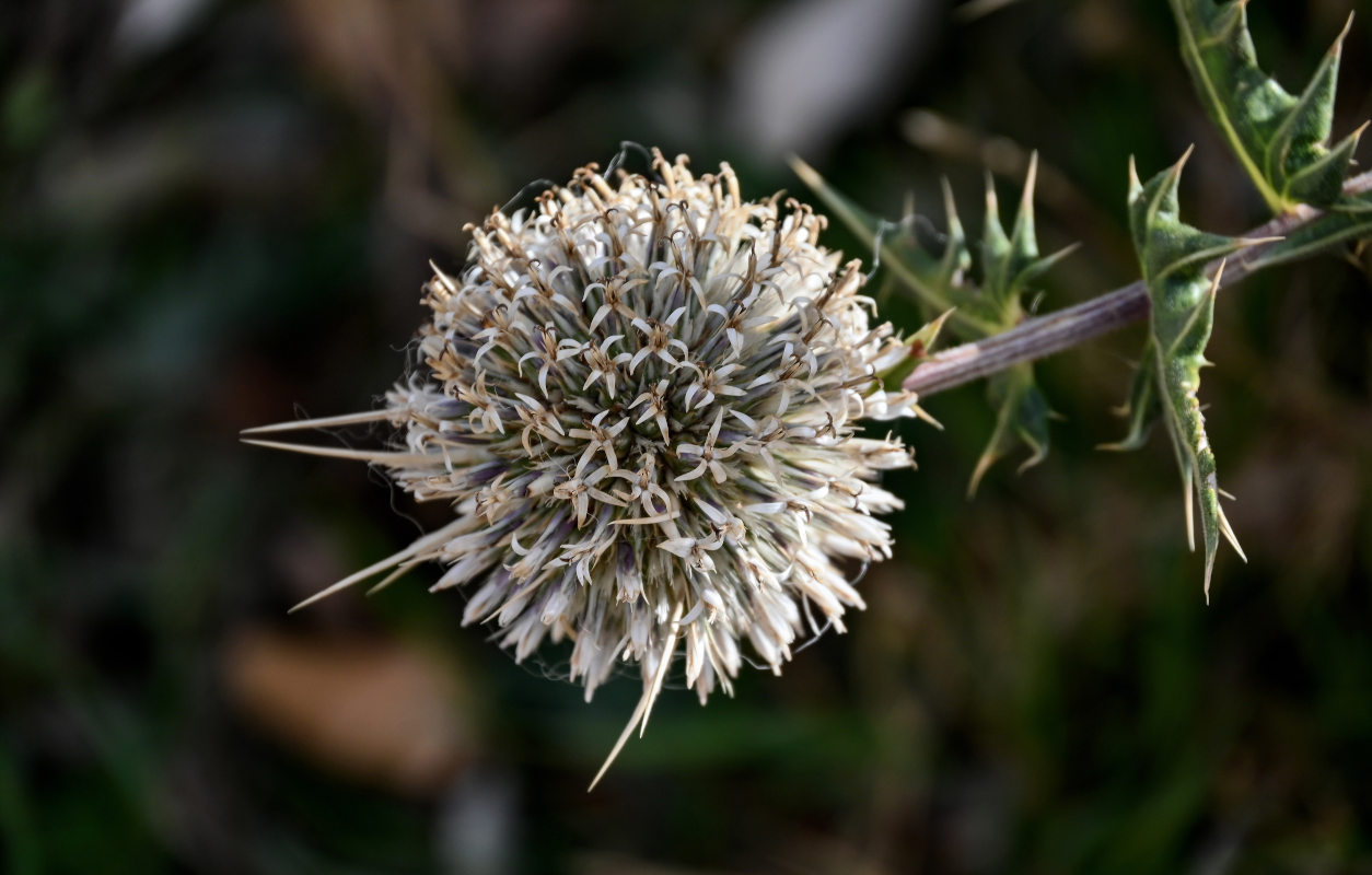 Image of Echinops spinosissimus ssp. spinosus specimen.