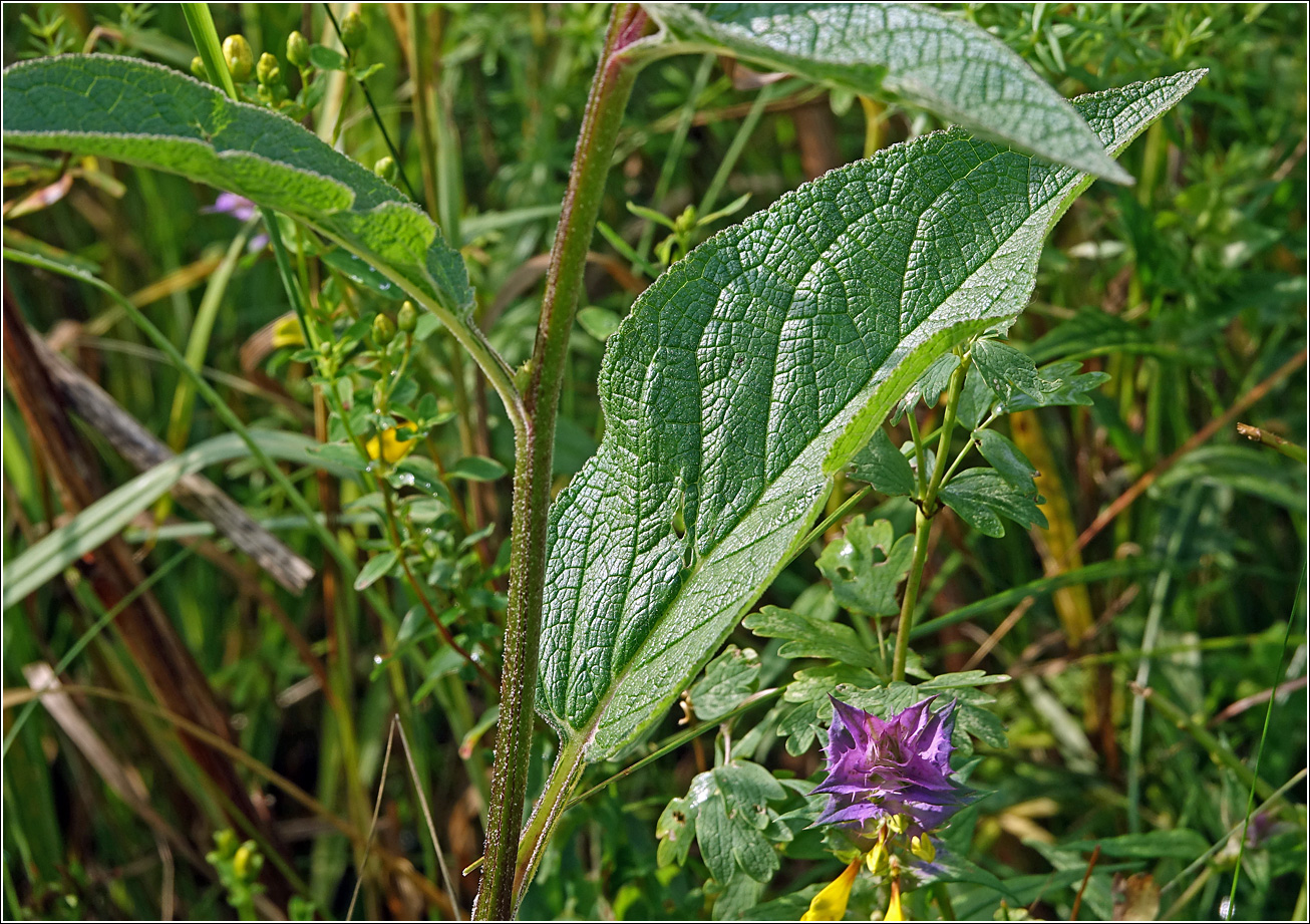 Изображение особи Verbascum nigrum.