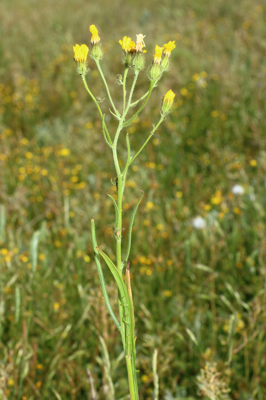 Image of Crepis tectorum specimen.