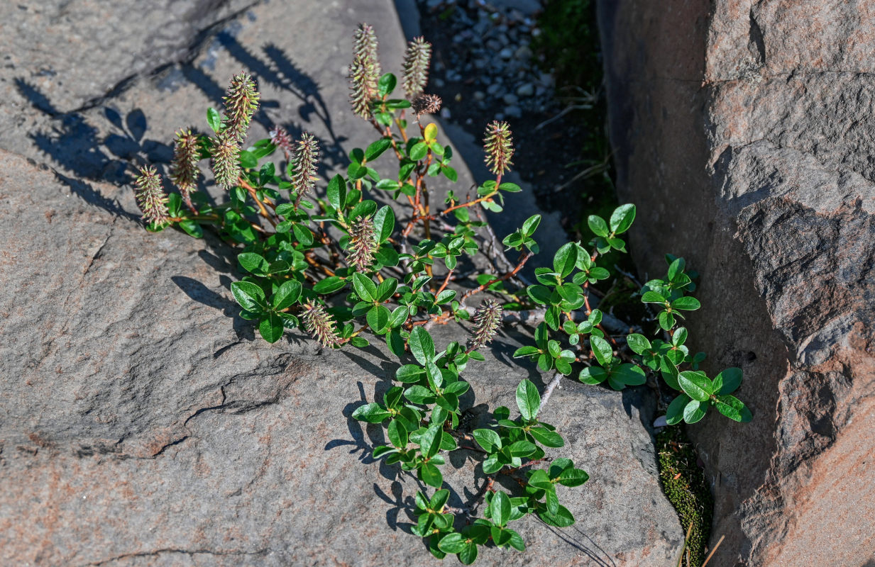 Image of genus Salix specimen.