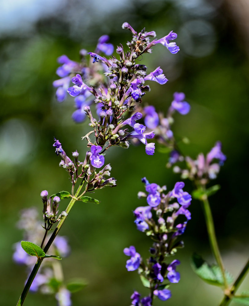 Изображение особи Nepeta grandiflora.