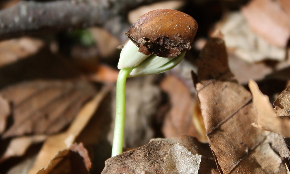 Image of Fagus &times; taurica specimen.