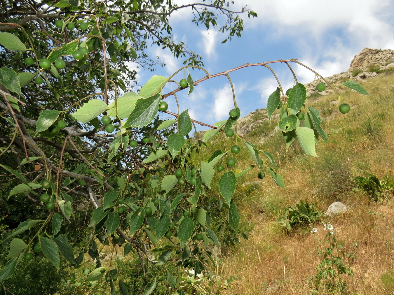 Image of Celtis caucasica specimen.