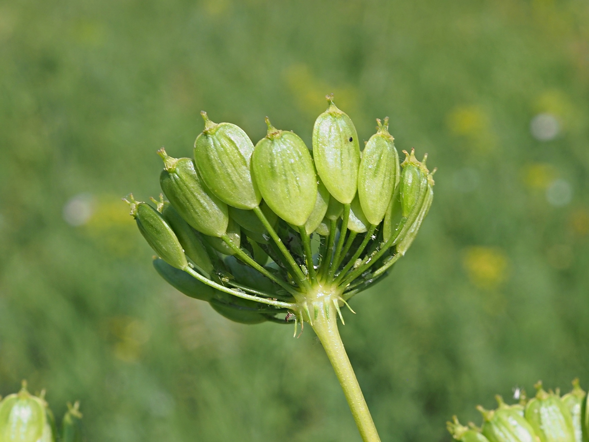 Изображение особи Heracleum sibiricum.