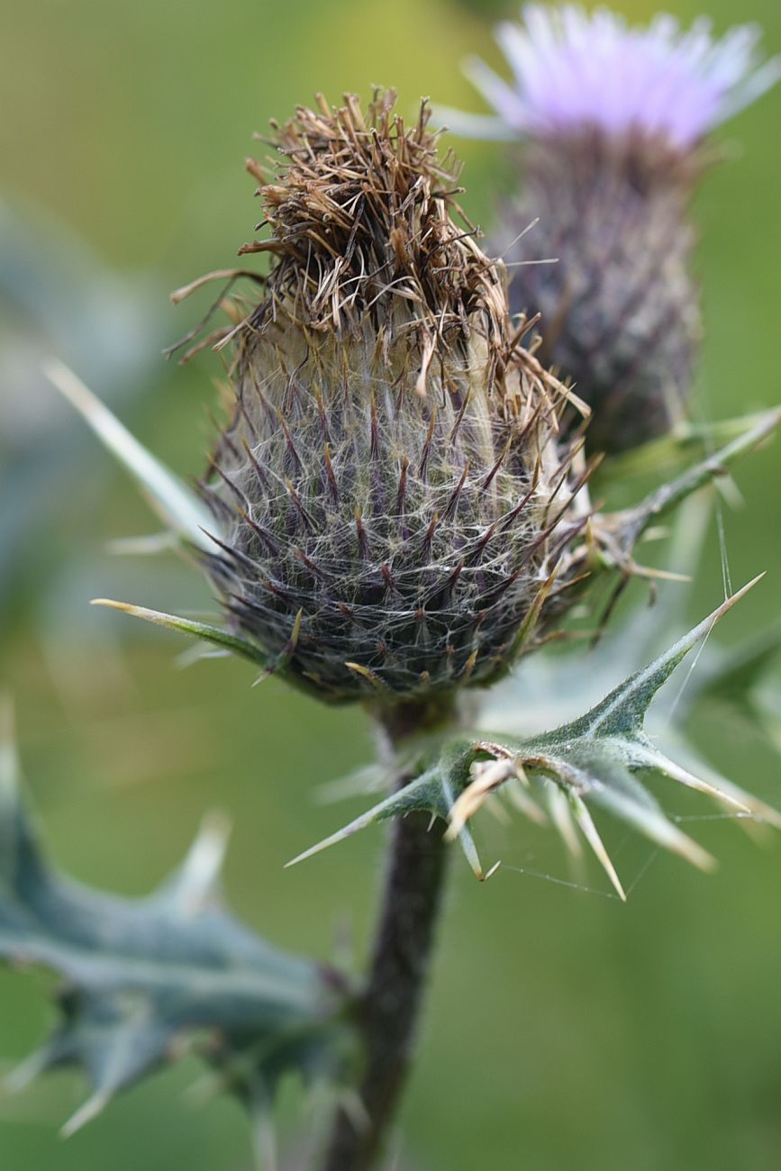 Image of Cirsium ketzkhovelii specimen.