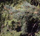 Picea pungens форма glauca. Верхушка веточки. Ростовская обл., г. Донецк, озеленение. 09.04.2024.