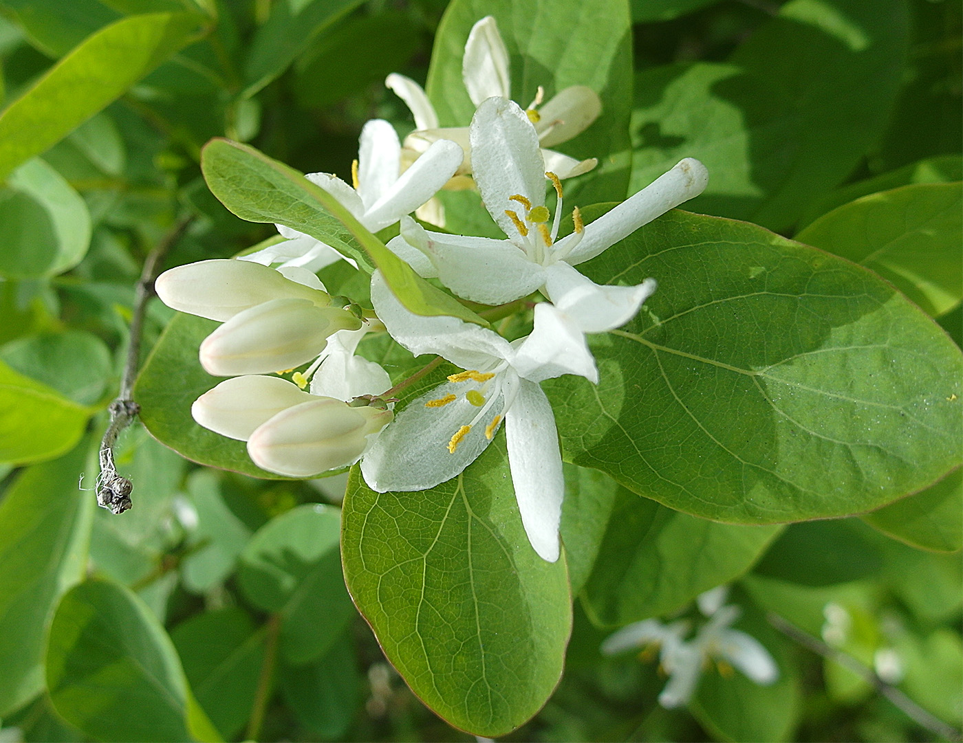 Image of Lonicera tatarica specimen.