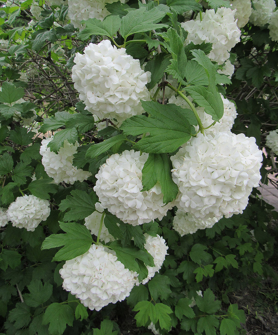 Image of Viburnum opulus f. roseum specimen.