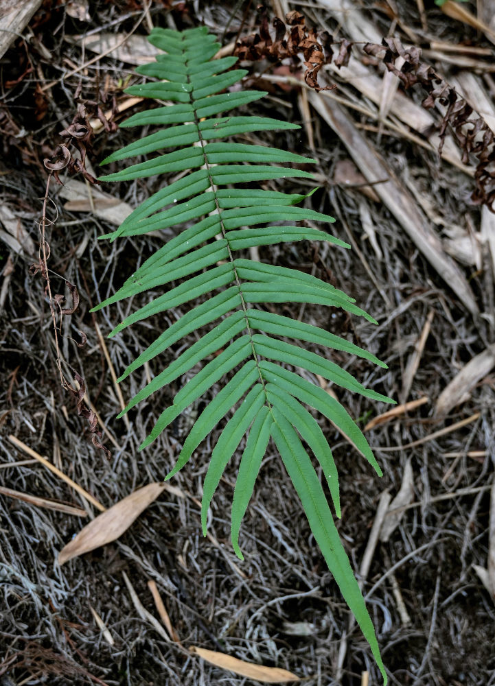 Изображение особи Pteris vittata.