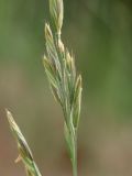 Смотреть изображение Festuca arenaria