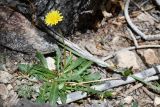 genus Taraxacum. Цветущее растение. Таджикистан, Горно-Бадахшанская автономная обл., Рушанский р-н, хр. Северо-Аличурский, Ирхтские горы, Сарезское оз., Ирхтский залив, дол. р. Лянгар, каменистый берег ручья в берёзовой роще. 27 июня 2024 г.