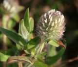 Trifolium diffusum. Верхушка побега с соцветием. Краснодарский край, м/о Анапа, окр. станицы Благовещенская, высокий берег Бугазского лимана между Бугазской косой и косой Голенькой. 09.06.2021.