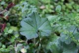 род Alchemilla