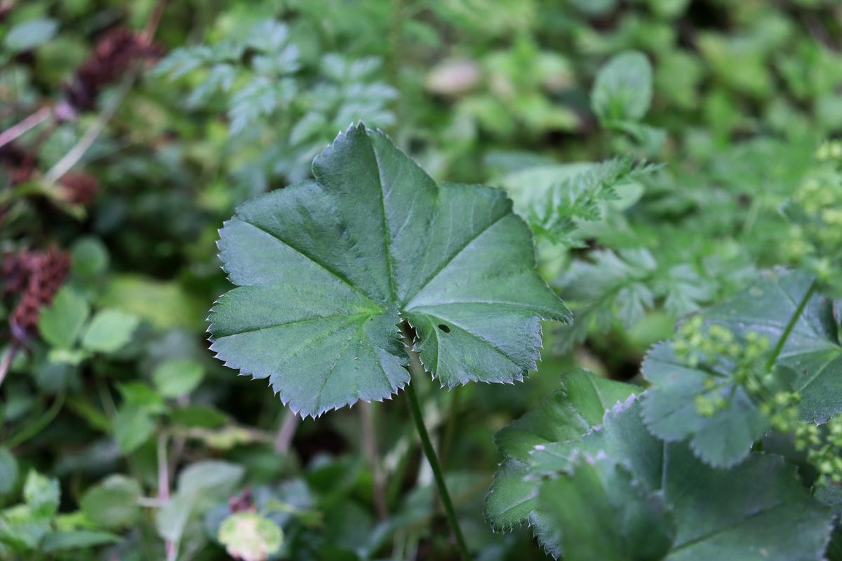 Изображение особи род Alchemilla.