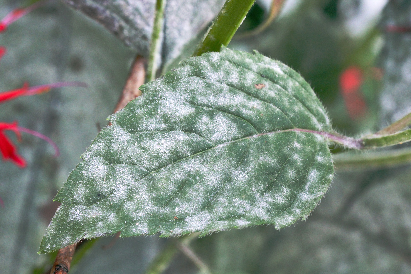 Image of Monarda didyma specimen.