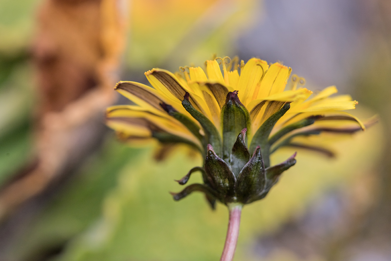 Image of Taraxacum stevenii specimen.