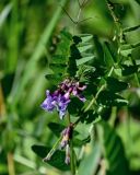 Vicia sepium