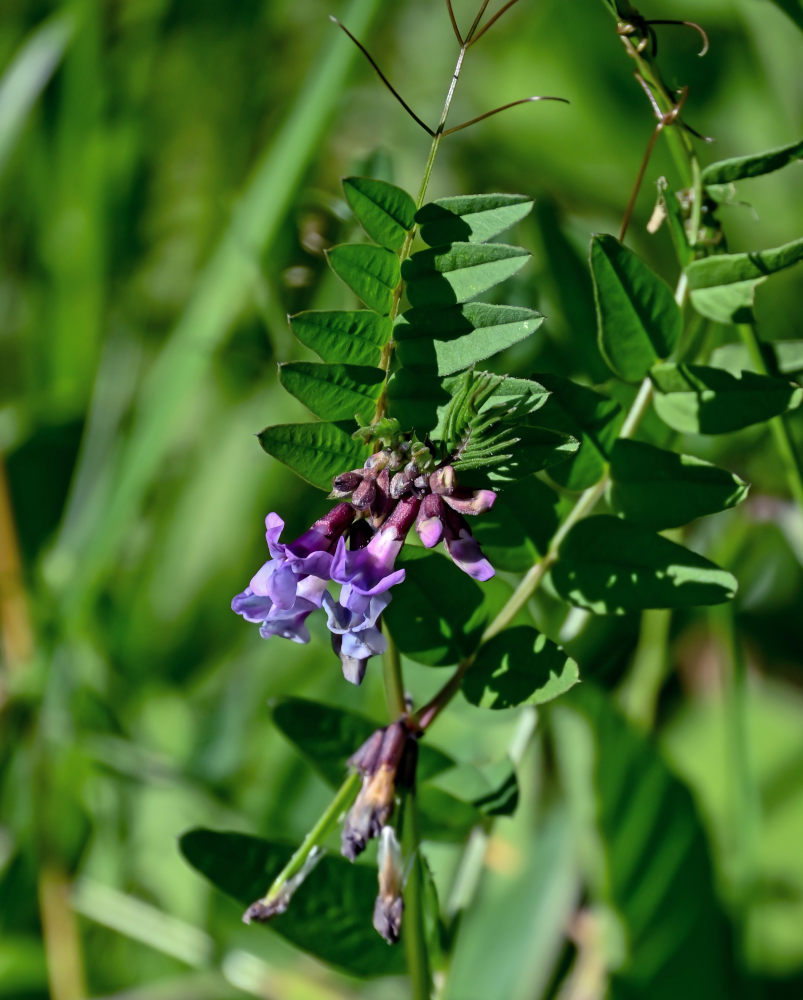 Изображение особи Vicia sepium.