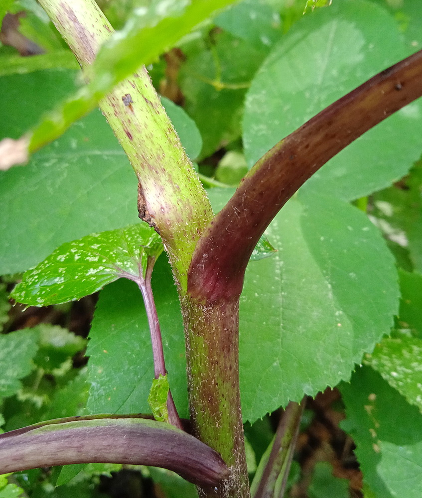 Image of Cicerbita macrophylla specimen.