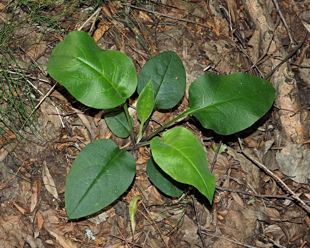 Изображение особи Pulmonaria obscura.