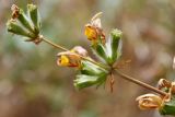 Phlomoides hissarica. Верхушка соцветия. Таджикистан, Гиссарский хр., басс. р. Варзоб, ущ. р. Кондара, ≈ 1400 м н.у.м., саванноидное сообщество. 23 июня 2024 г.