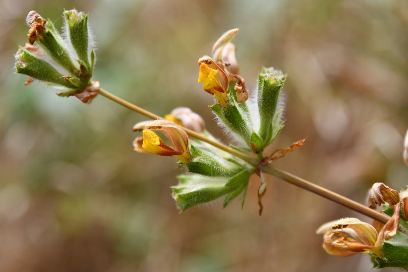 Image of Phlomoides hissarica specimen.