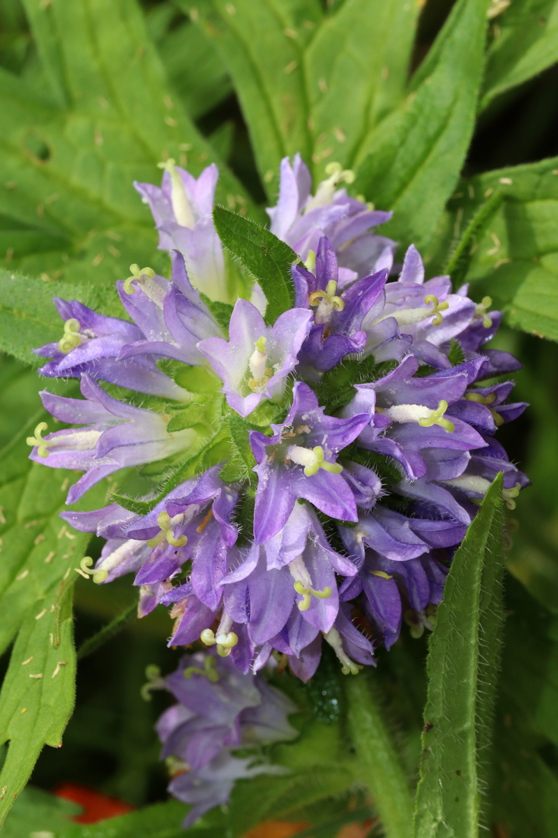 Изображение особи Campanula cervicaria.