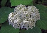 Hydrangea paniculata. Соцветие. Московская обл., Раменский р-н, окр. дер. Хрипань, садовый участок. 10.07.2024.