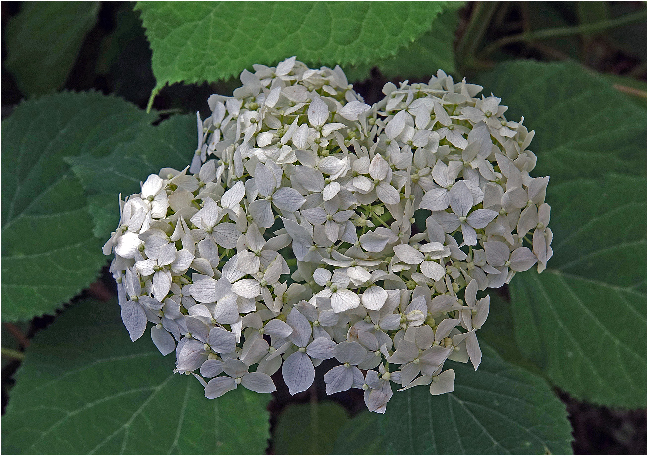 Image of Hydrangea arborescens specimen.