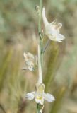 Delphinium stocksianum. Часть побега с цветками. Узбекистан, Ферганская дол., Андижанская обл., Андижанский р-н, окр. кишлака Чилон. 12.06.2015.