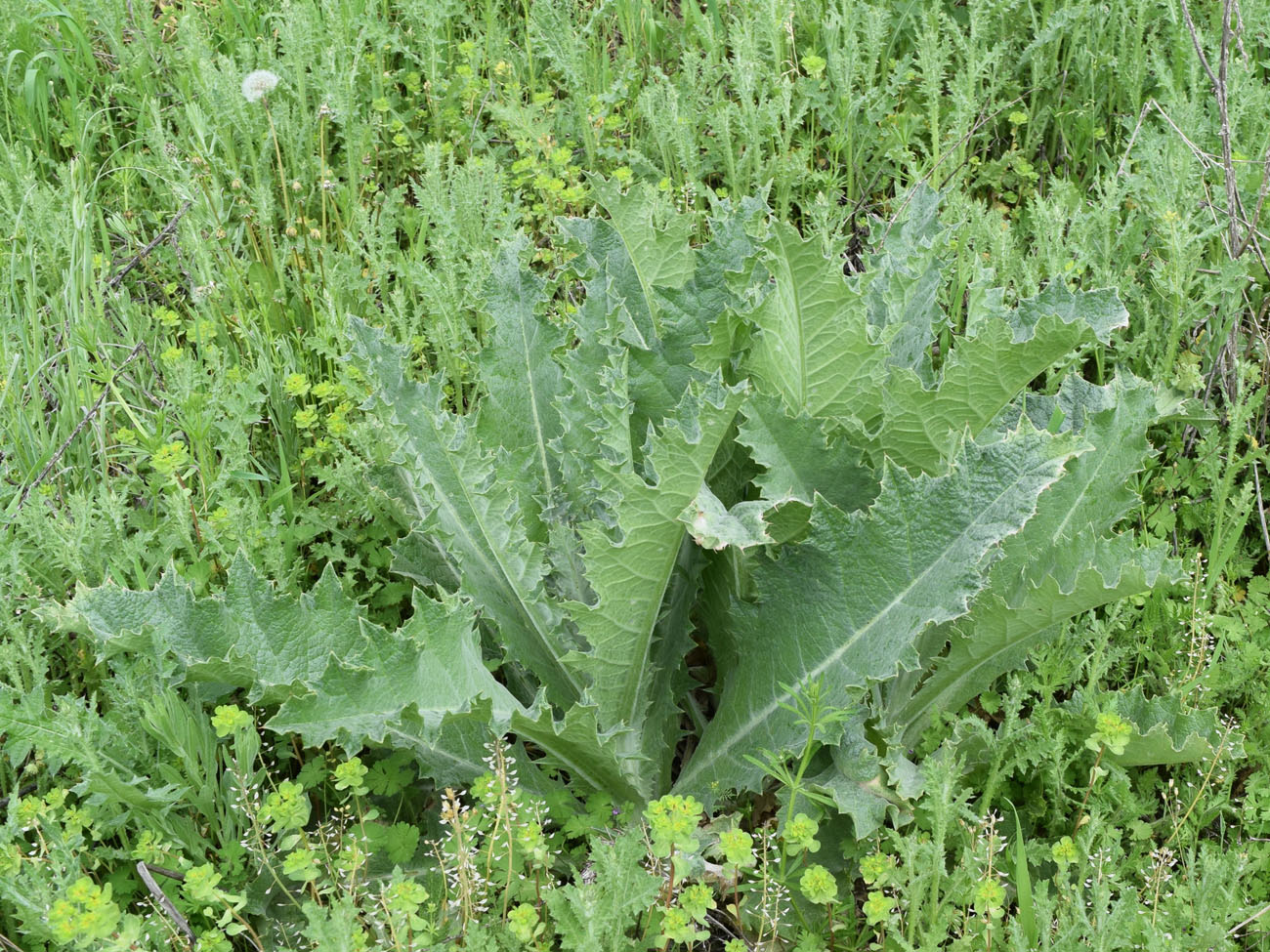 Image of Onopordum acanthium specimen.