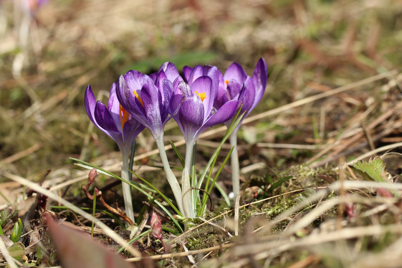 Image of Crocus vernus specimen.