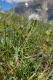 Allium pseudostrictum
